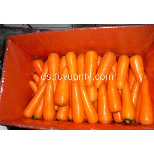 Verduras frescas de zanahoria para la venta